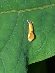 Batia lunaris