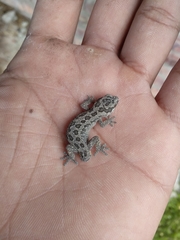 Pachydactylus maculatus