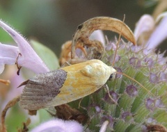 Ponometia semiflava