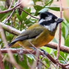 Falcunculus frontatus