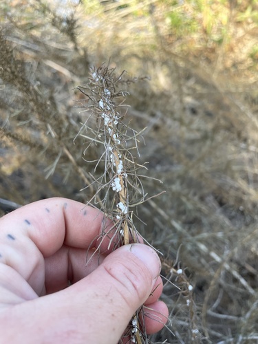 iNaturalist observation photo of Sagebrush Woolly Stem Gall Midge