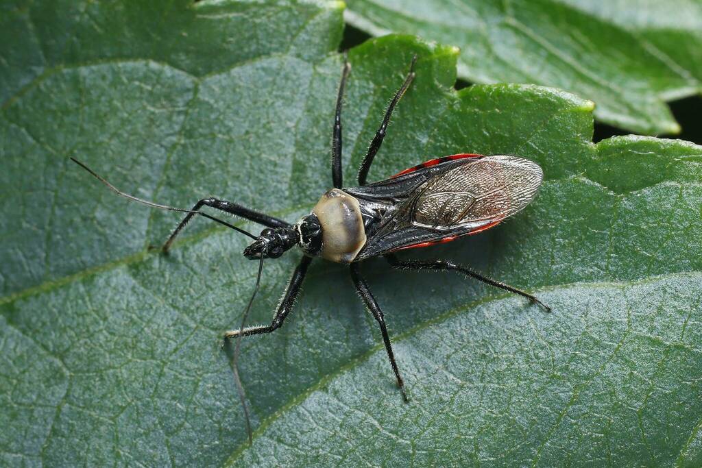 Biasticus mimus