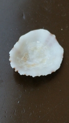 Patella ulyssiponensis