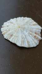 Patella ulyssiponensis