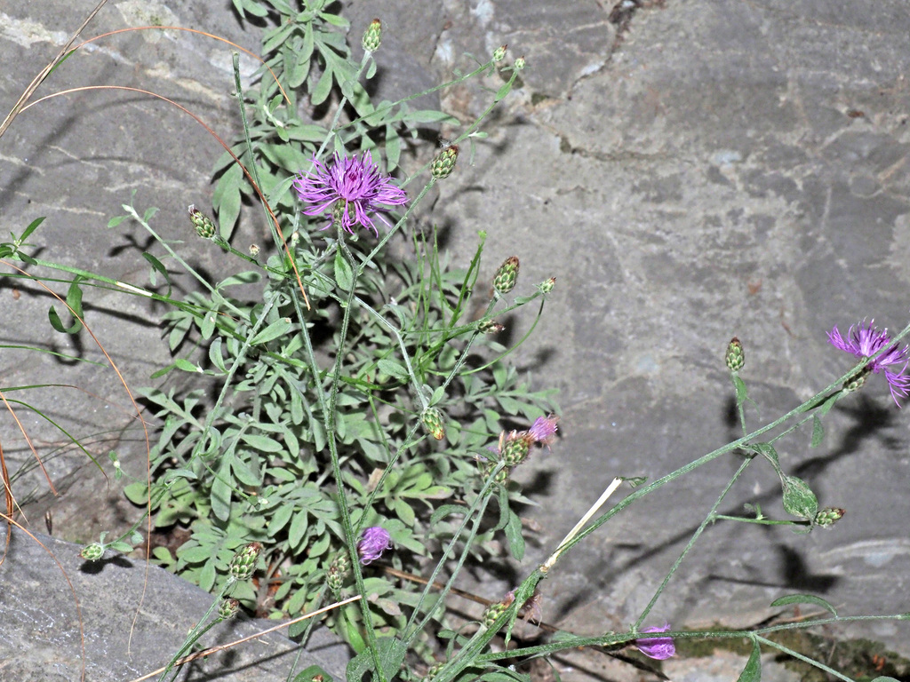 Centaurea cuneifolia