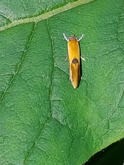 Batia lunaris