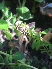 Eupeodes corollae