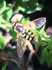 Eupeodes corollae