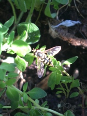 Eupeodes corollae