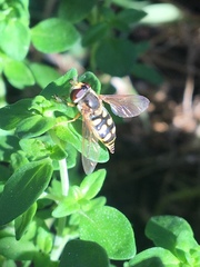 Eupeodes corollae