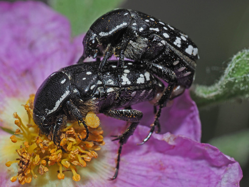 Middle Eastern Flower Scarab
