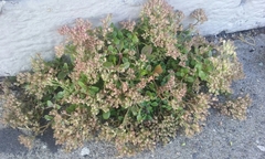 Polycarpon tetraphyllum tetraphyllum