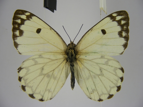 Belenois crawshayi