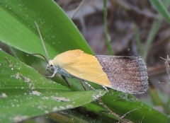 Ponometia semiflava