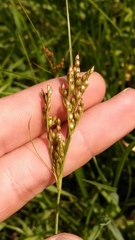Juncus greenei