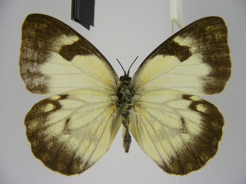 Belenois crawshayi