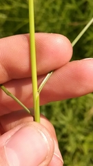 Juncus greenei