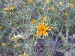 Scolymus