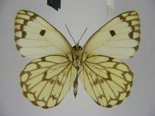 Belenois crawshayi