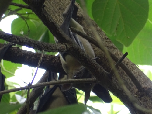 Straw-coloured Fruit Bat