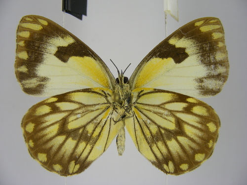 Belenois crawshayi