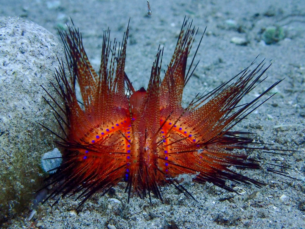 Blue-spotted Urchin