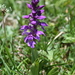 Orchis mascula mascula - Photo (c) Étienne Léveillé-Bourret, μερικά δικαιώματα διατηρούνται (CC BY-NC), uploaded by Étienne Léveillé-Bourret