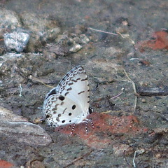 Megisba malaya sikkima