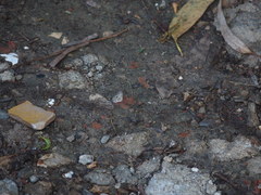 Megisba malaya sikkima