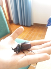 Oryctes nasicornis corniculatus