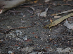 Megisba malaya sikkima