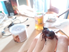 Oryctes nasicornis corniculatus