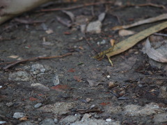 Megisba malaya sikkima