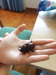 Oryctes nasicornis corniculatus