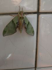 Callambulyx tatarinovii