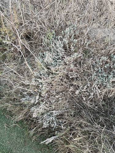 Image of Extriplex californica by (c) mel letterman, some rights reserved (CC BY)