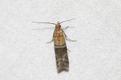Moodna pallidostrinella