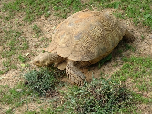 African Spurred Tortoise