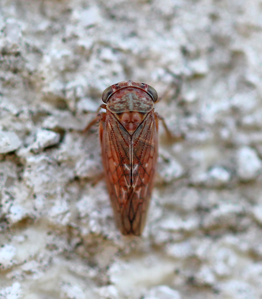 Metidiocerus
