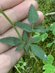 Zizia trifoliata