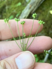 Zizia trifoliata