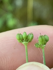 Zizia trifoliata