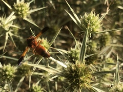 Rhynchium oculatum