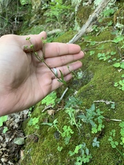Zizia trifoliata