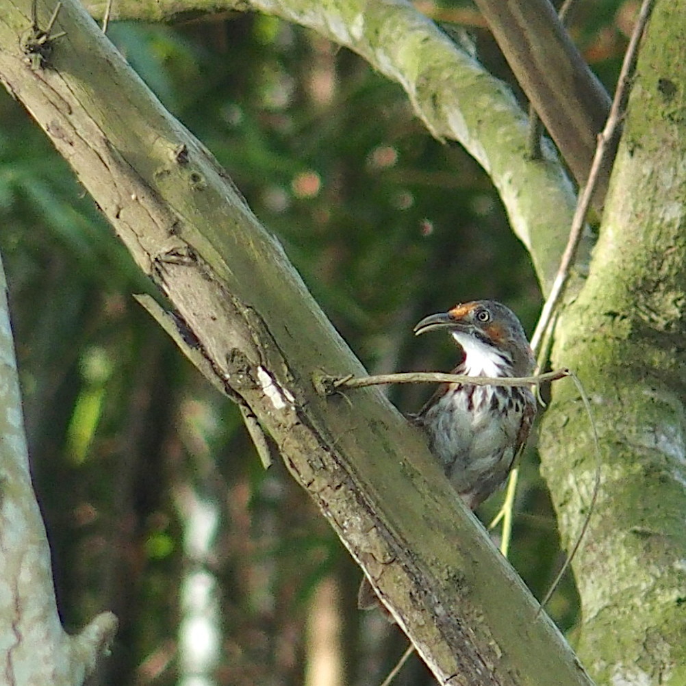 Black-necklaced Scimitar Babbler