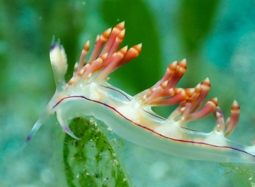 Coryphellina flamma