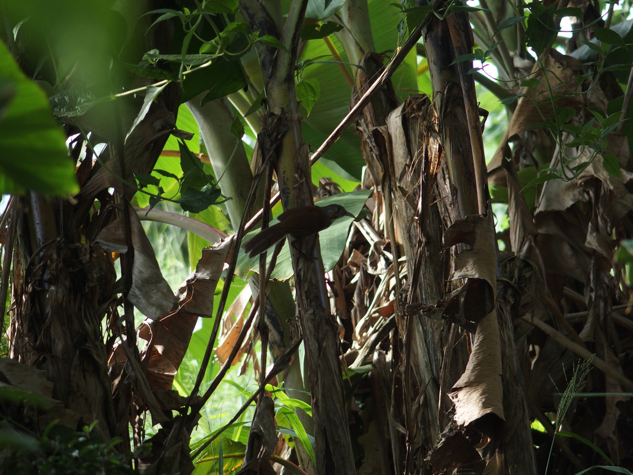 Black-necklaced Scimitar Babbler