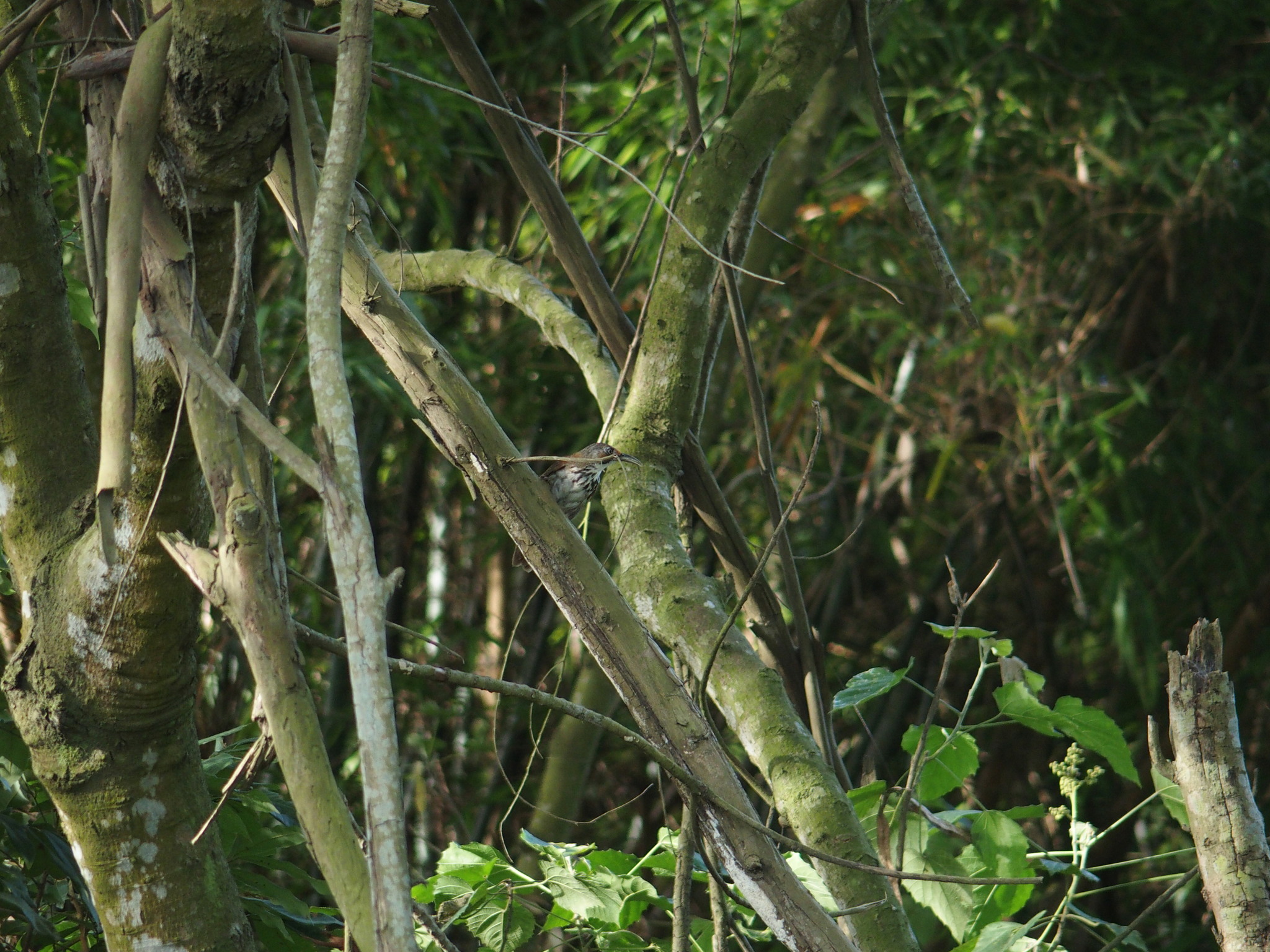 Black-necklaced Scimitar Babbler