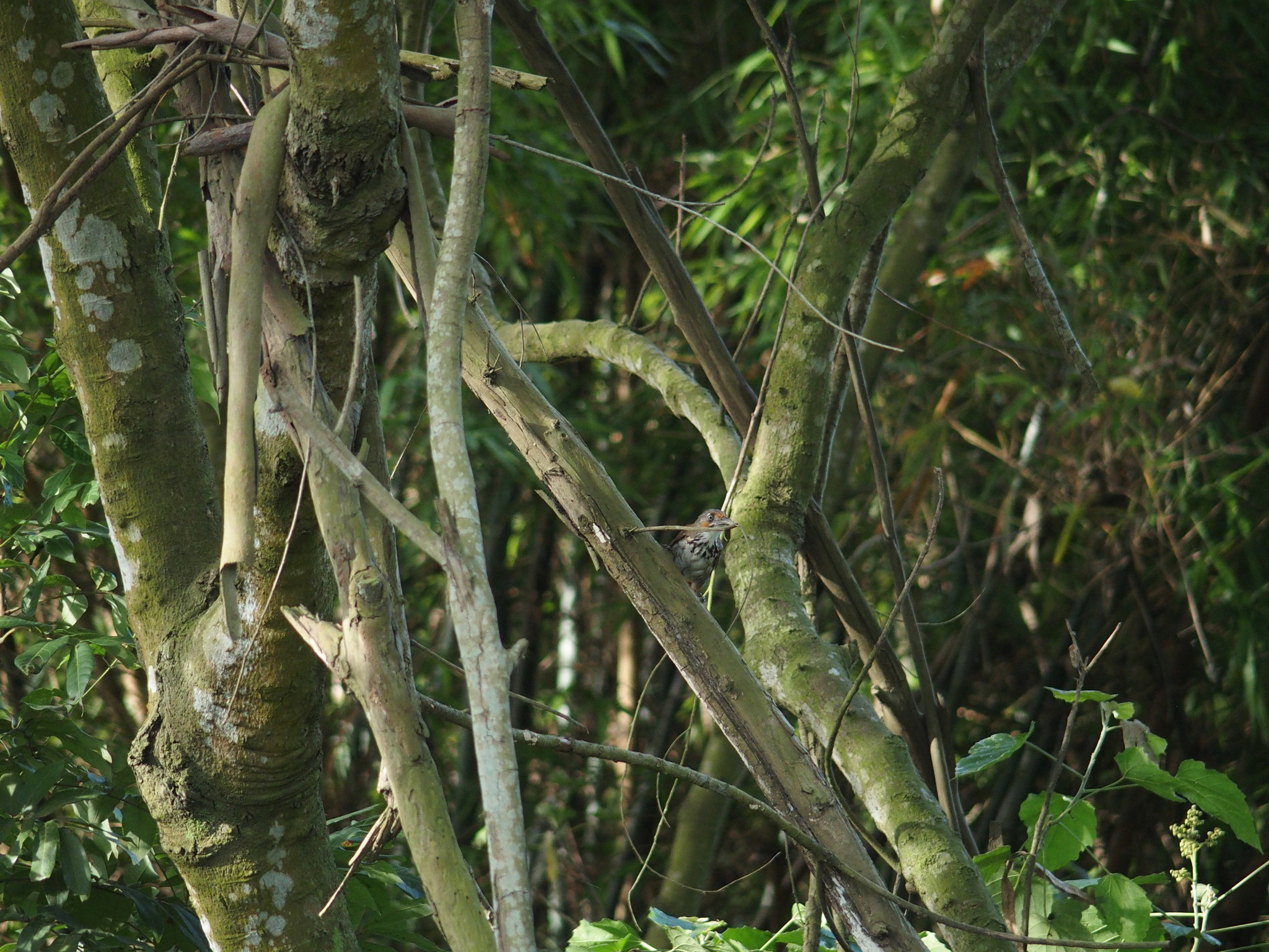 Black-necklaced Scimitar Babbler