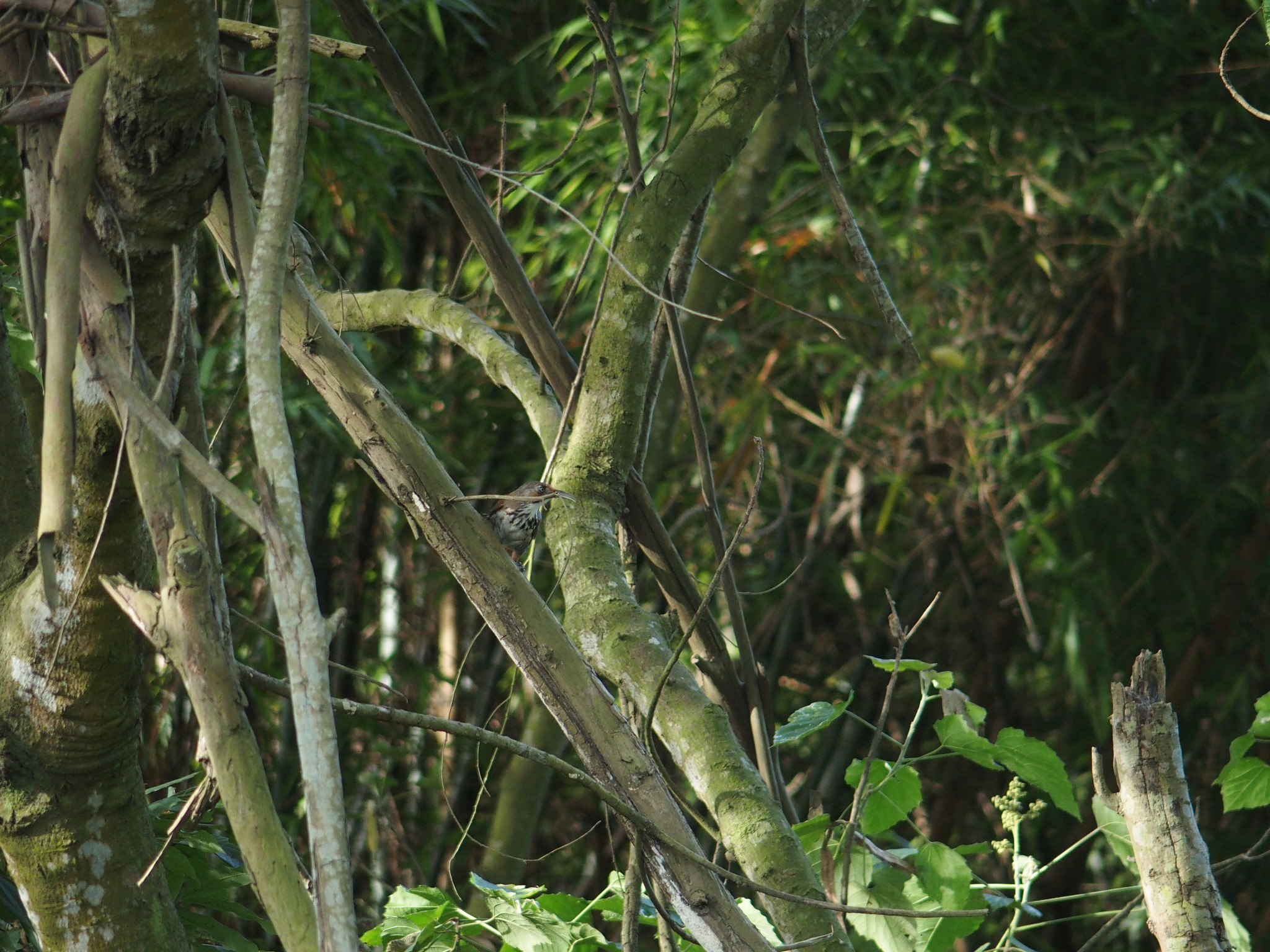 Black-necklaced Scimitar Babbler